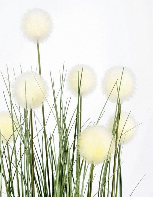 PIANTA ERIPHORUM BIANC C-VASO X7F