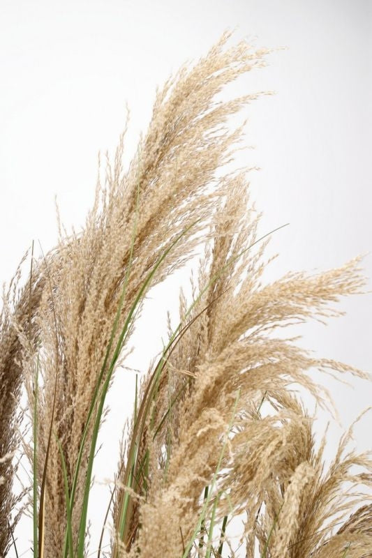 PIANTA AUSTORDERIA PAMPAS C-VASO H180