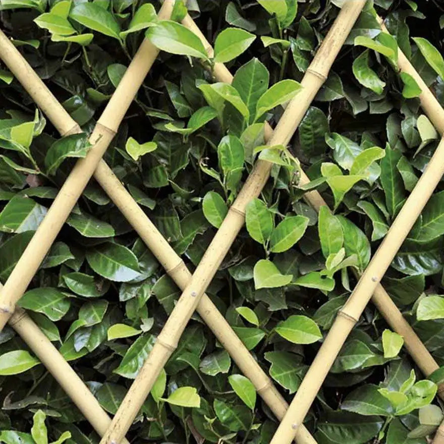 TRAL.BAMBOO NAT.PESANTE M.1,50X1,80