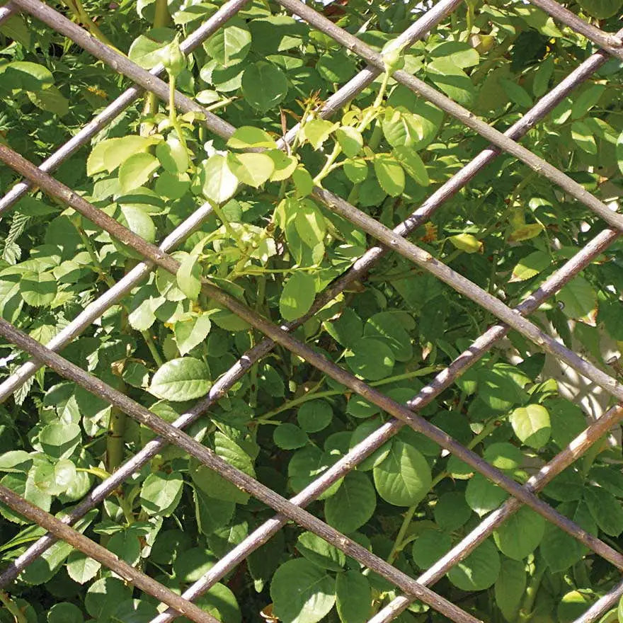 TRALICCIO EST.SALICE N. M.1,80X0,9