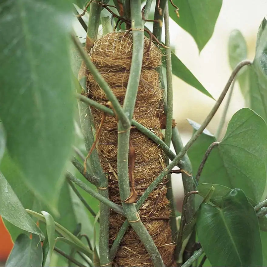 TUTORE FIBRA DI COCCO.D 50 H.120 CM