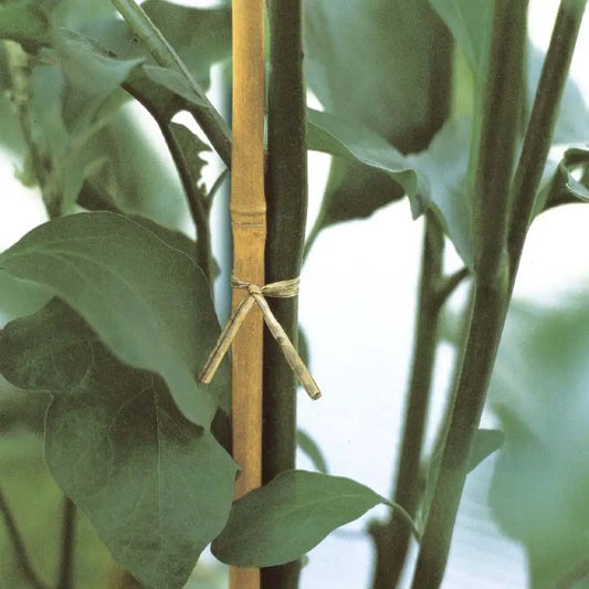 CANNA BAMBOO H.120CM D.10-12MM,PZ4