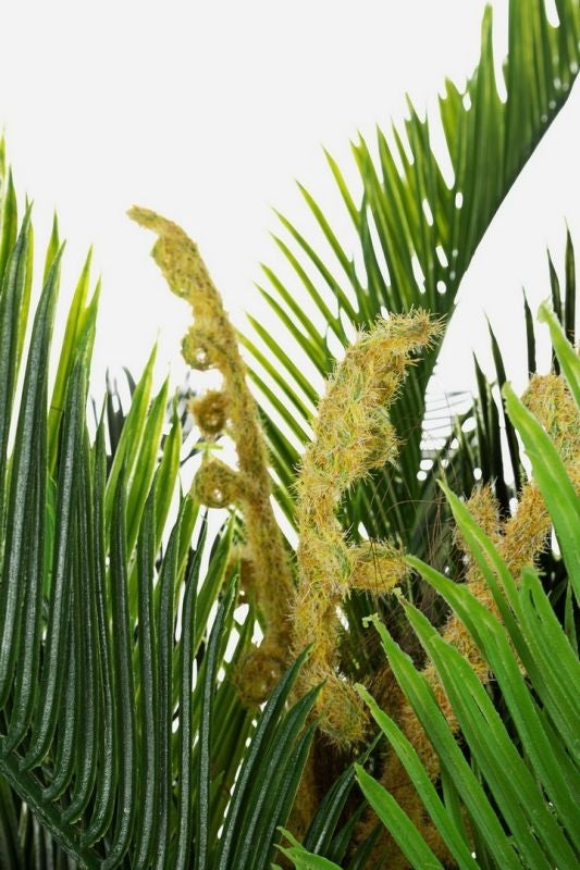 PIANTA PALMA C-VASO 36FOGLIE 2TR H150