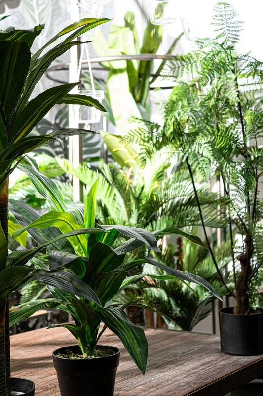 PIANTA FELCE C-VASO 75 FOGLIE H108