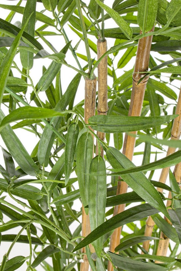 PIANTA BAMBOO C-VASO H155 CM