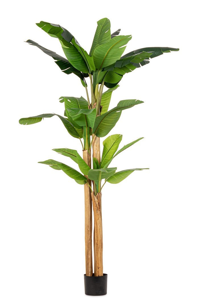 PIANTA BANANO C-VASO 24 FOGLIE H280