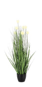 PIANTA ERIPHORUM BIANC C-VASO X7F