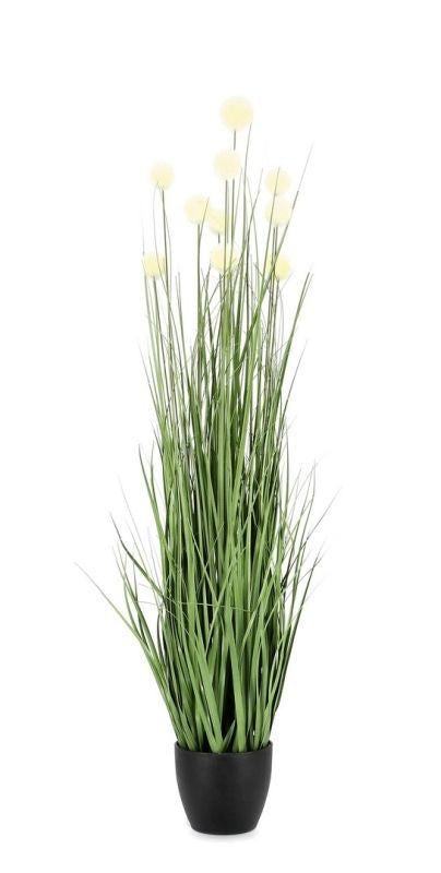 PIANTA ERIPHORUM BIANC C-VASO X10F