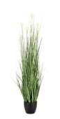 PIANTA ERIPHORUM BIANC C-VASO X10F