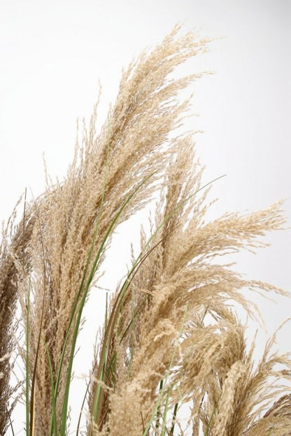 PIANTA AUSTORDERIA PAMPAS C-VASO H180
