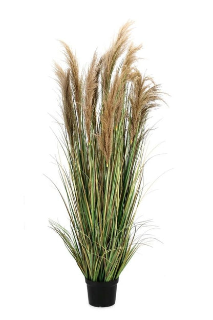 PIANTA AUSTORDERIA PAMPAS C-VASO H180