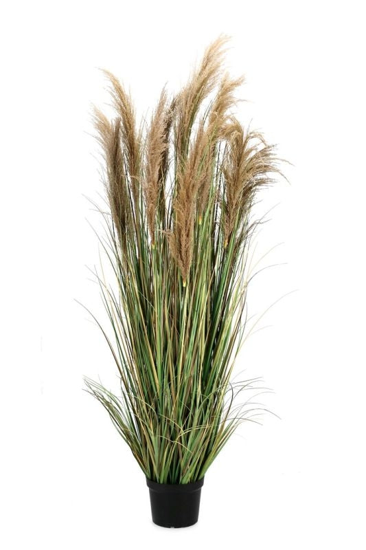 PIANTA AUSTORDERIA PAMPAS C-VASO H180