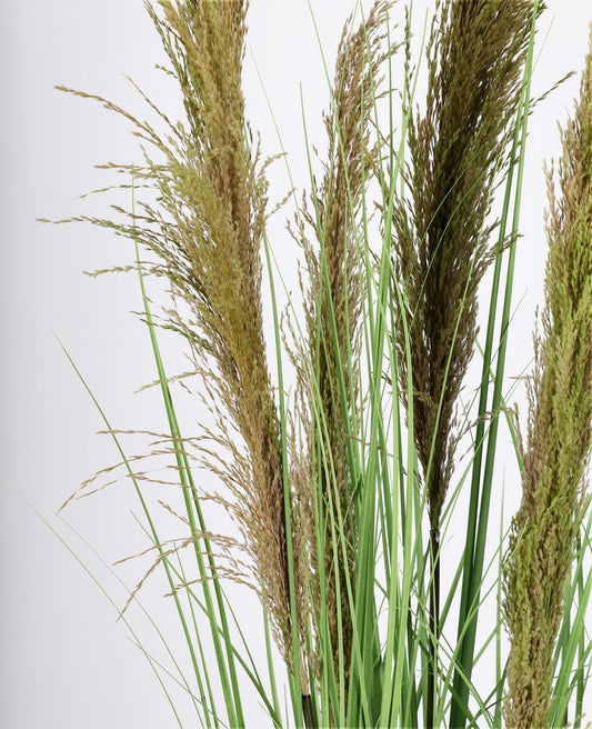 PIANTA CARINE PAMPAS VERD MARR C-VA H145