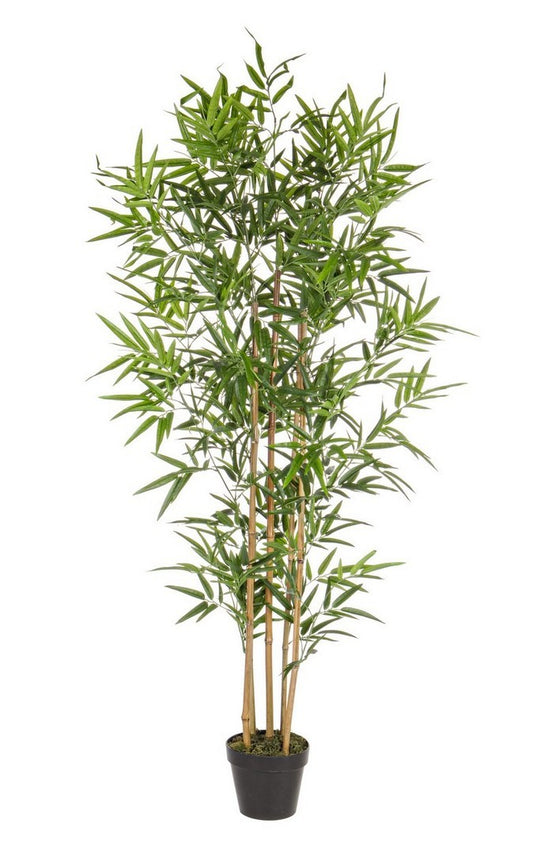 PIANTA BAMBOO C-VASO H155 CM