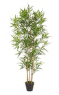 PIANTA BAMBOO C-VASO H155 CM