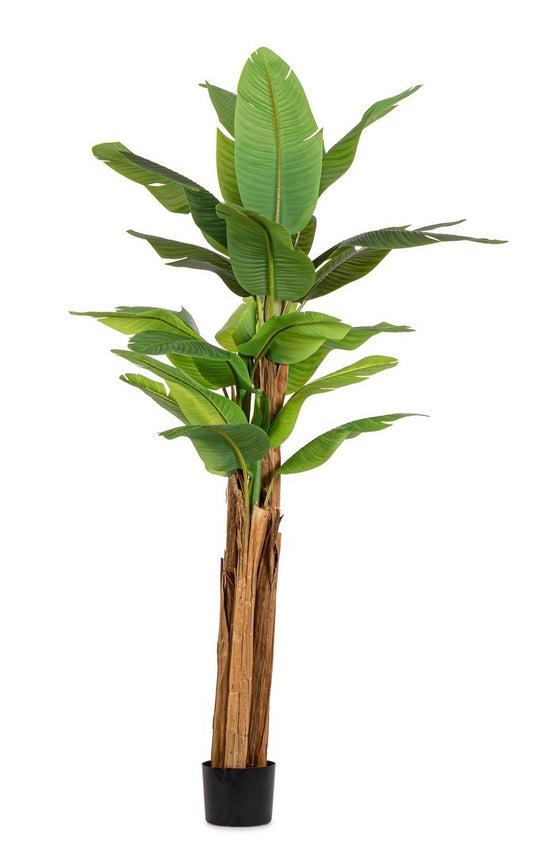 PIANTA BANANO C-VASO 22 FOGLIE H240