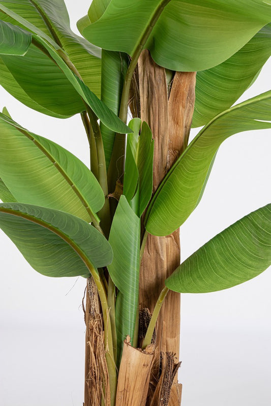 PIANTA BANANO C-VASO 22 FOGLIE H240