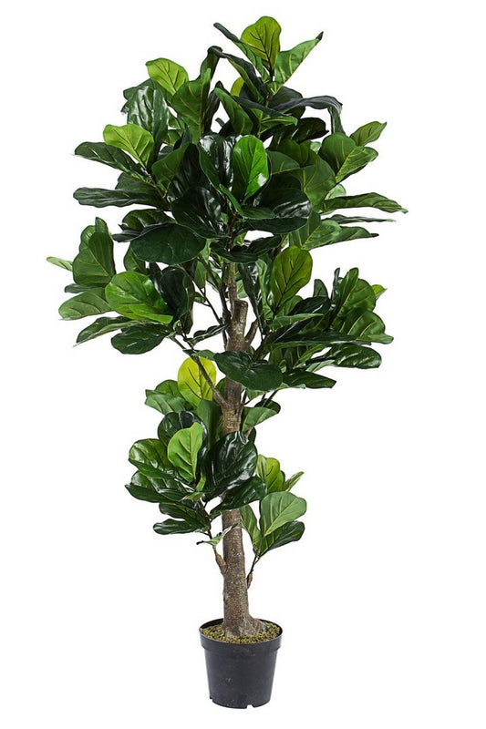 PIANTA FICUS LYRATA C-VASO 153FOGL H190 H120