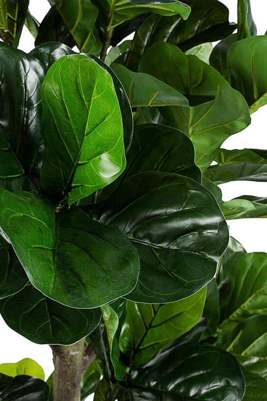 PIANTA FICUS LYRATA C-VASO 153FOGL H190 H120