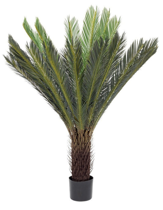PIANTA PALMA CYCAS  C-VASO 28FOGLIE H120