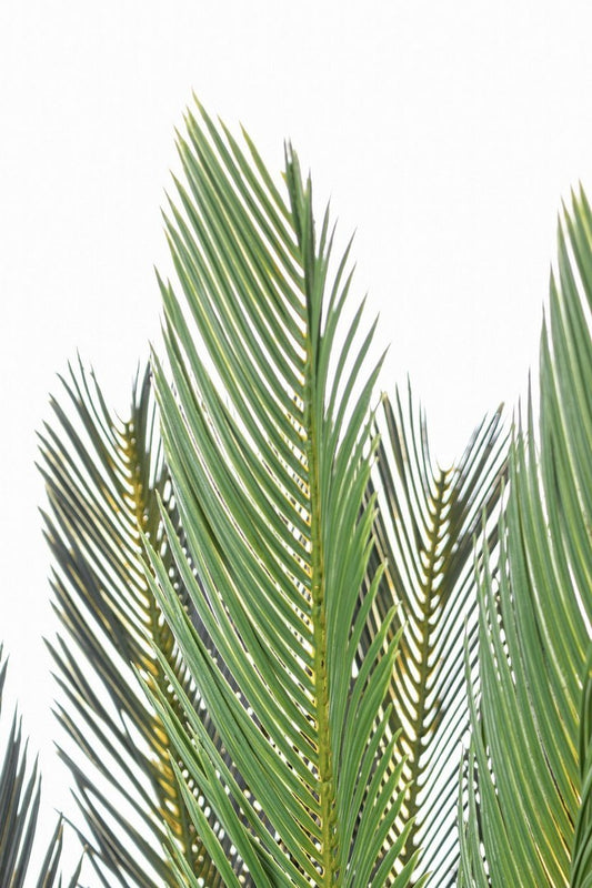 PIANTA PALMA CYCAS  C-VASO 28FOGLIE H120