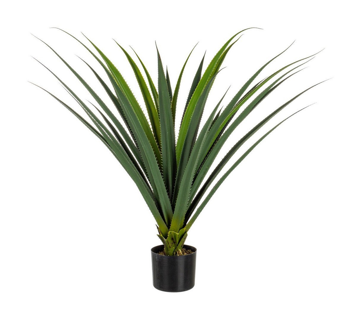 PIANTA RUSCACEAE C-VASO 28 FOGLIE H90