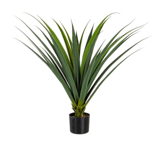 PIANTA RUSCACEAE C-VASO 28 FOGLIE H90