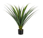 PIANTA RUSCACEAE C-VASO 28 FOGLIE H90
