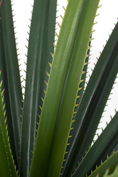 PIANTA RUSCACEAE C-VASO 28 FOGLIE H90