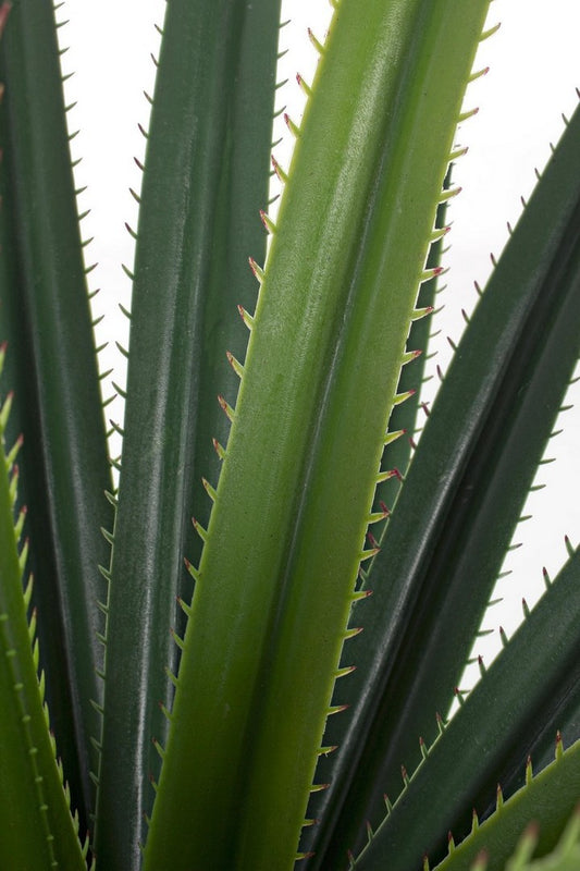 PIANTA RUSCACEAE C-VASO 28 FOGLIE H90