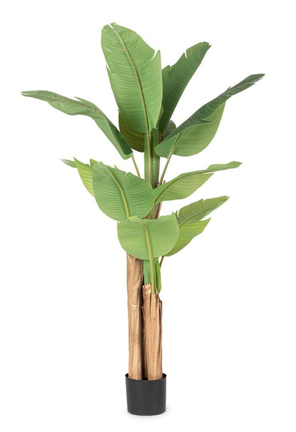 PIANTA BANANO C-VASO 16FOGLIE H170CM