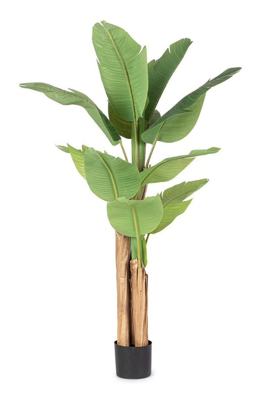 PIANTA BANANO C-VASO 16FOGLIE H170CM