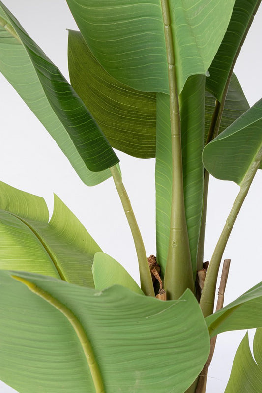 PIANTA BANANO C-VASO 16FOGLIE H170CM