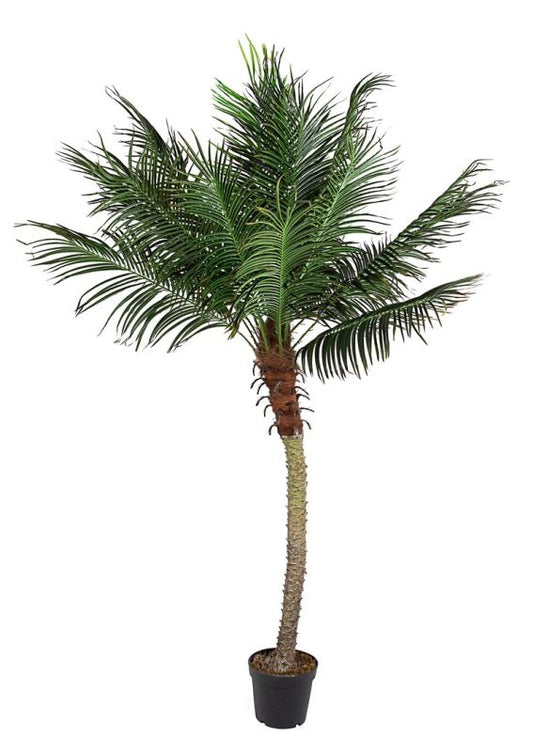 PIANTA PALMA C-VASO 21FOGLIE H300