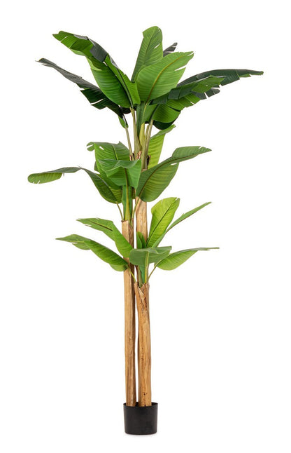 PIANTA BANANO C-VASO 24 FOGLIE H280