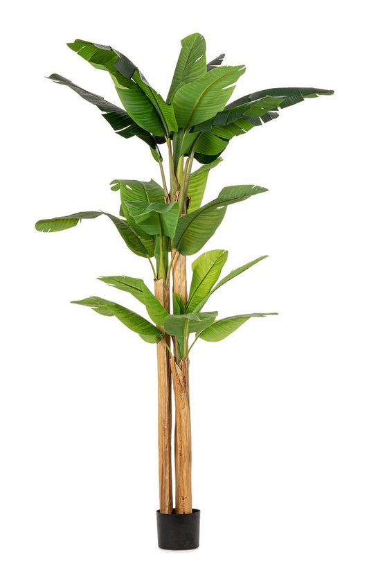 PIANTA BANANO C-VASO 24 FOGLIE H280