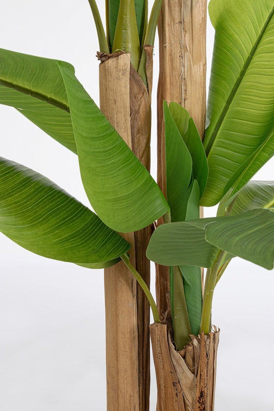 PIANTA BANANO C-VASO 24 FOGLIE H280
